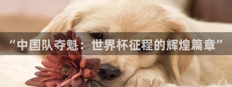 世界杯赛程2026:“中国队夺魁:世界杯征程的辉煌篇章”