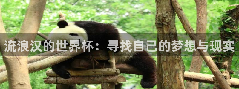 2026足球世界杯赛程时间表:流浪汉的世界杯:寻找自己的梦想与现实